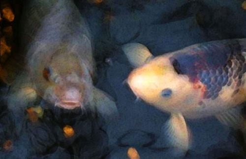 Curious Koi