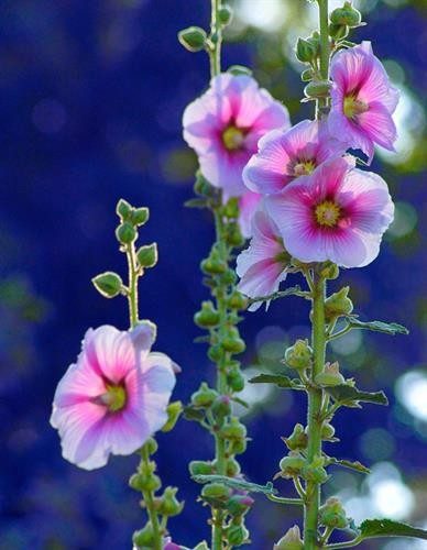 Hollyhocks