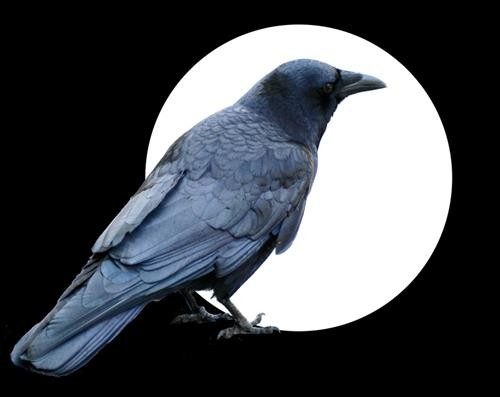 Moon Crow