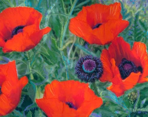 Poppies