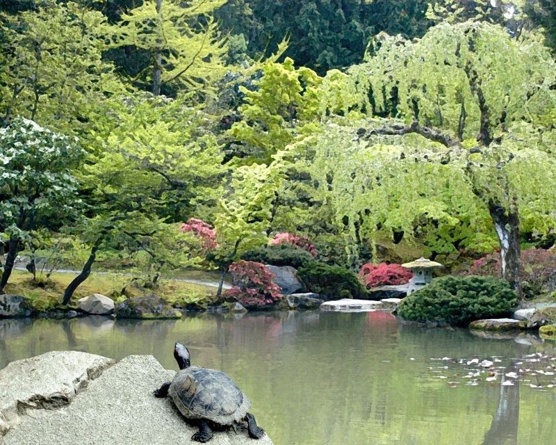 Turtle's Pond