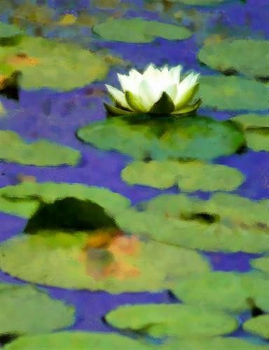 Water Lily (digital)