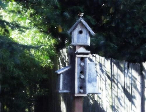 Bird Houses